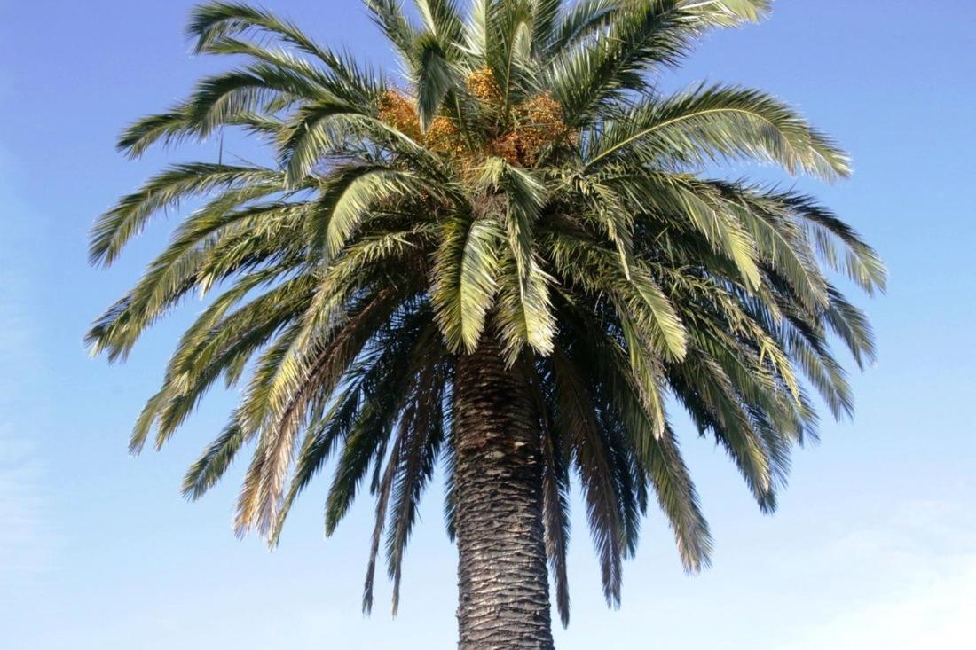 Golden Palms Motel Geelong Kültér fotó